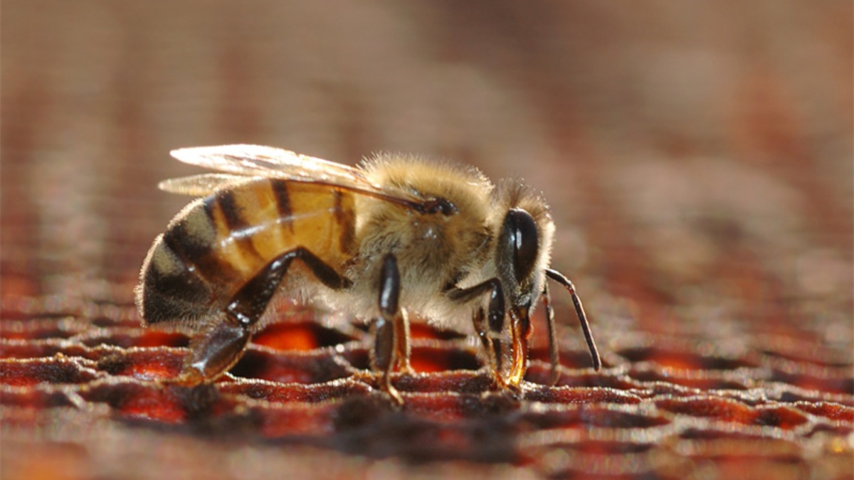 honey bee working on a cell